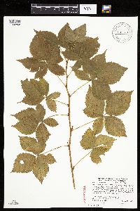 Rubus superioris image
