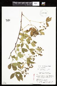 Rubus superioris image