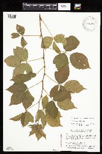 Rubus superioris image