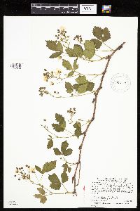 Rubus superioris image