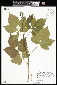 Rubus superioris image