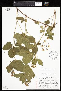 Rubus superioris image