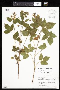 Rubus superioris image