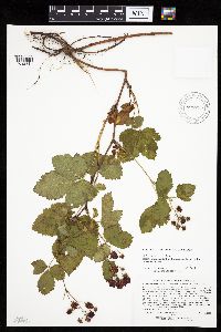 Rubus superioris image