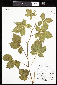 Rubus superioris image