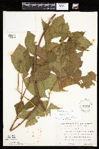 Rubus superioris image