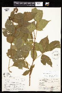 Rubus superioris image