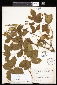 Rubus superioris image