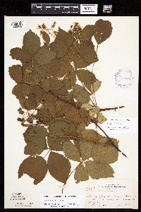 Rubus superioris image