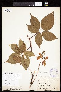 Rubus superioris image