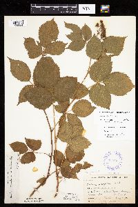 Rubus superioris image