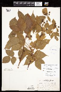 Rubus superioris image