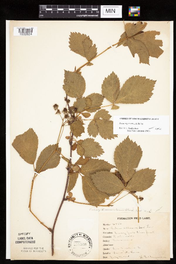 Rubus superioris image