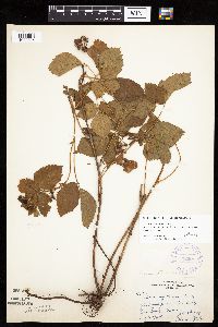 Rubus superioris image
