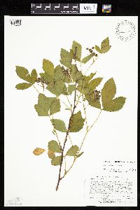 Rubus uniformis image