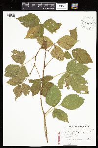 Rubus uniformis image