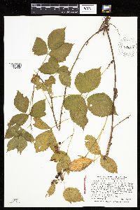Rubus uniformis image