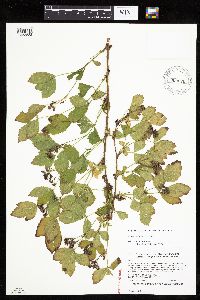 Rubus uniformis image