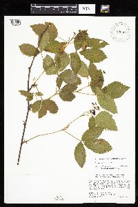 Rubus uniformis image