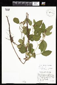 Rubus uniformis image