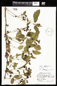 Rubus uniformis image