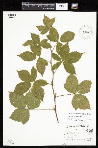 Rubus uniformis image
