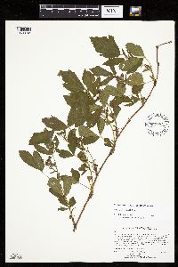 Rubus uniformis image