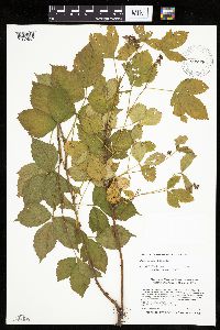 Rubus uniformis image