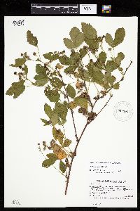 Rubus uniformis image