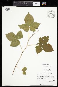 Rubus uniformis image