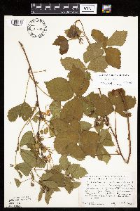 Media resource of Rubus uniformis