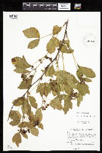 Rubus uniformis image
