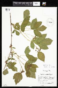 Rubus uniformis image