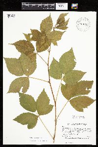 Rubus uniformis image