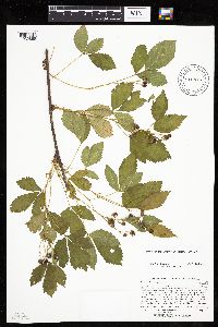Rubus uniformis image