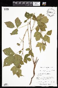Rubus uniformis image