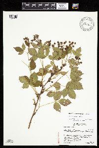 Media resource of Rubus vermontanus