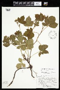 Rubus wheeleri image