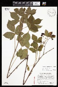 Rubus wheeleri image