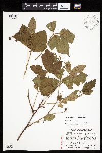 Rubus wheeleri image