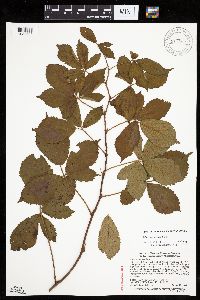 Rubus wheeleri image