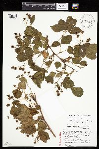 Rubus wheeleri image