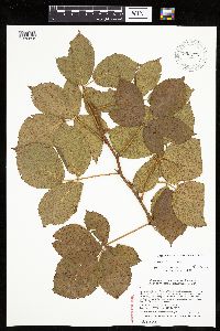Rubus wheeleri image