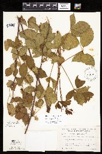 Rubus wheeleri image
