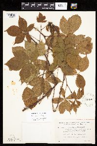Rubus wheeleri image