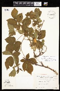 Rubus wheeleri image
