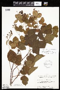 Rubus wheeleri image