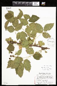 Rubus x wisconsinensis image