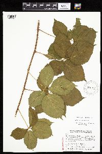 Rubus x wisconsinensis image