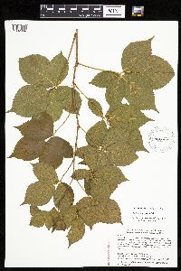 Rubus x wisconsinensis image